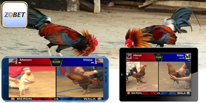 Cẩn thận với kèo phụ khi chơi đá gà trực tiếp 