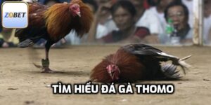 Đá Gà Thomo - Quy Luật Đặt Cược Cơ Bản Phải Cần Biết