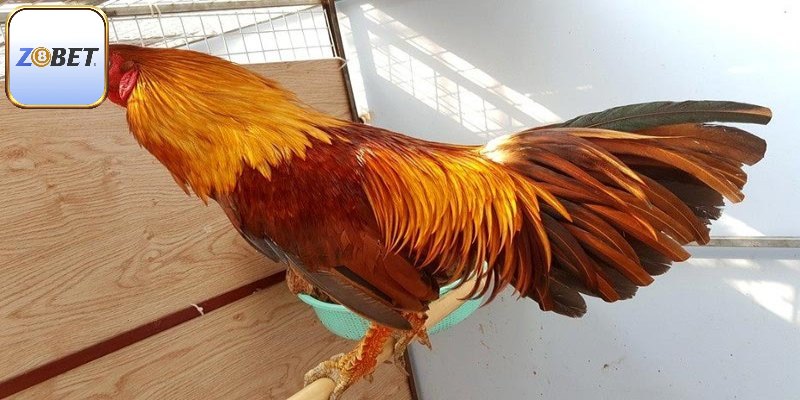 Đặc điểm vảy rồng cần phải biết