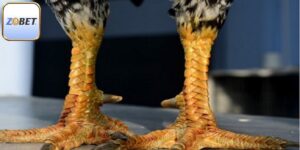 Gà Vảy Rồng - Dòng Chiến Kê Được Săn Đón Nhiều Nhất